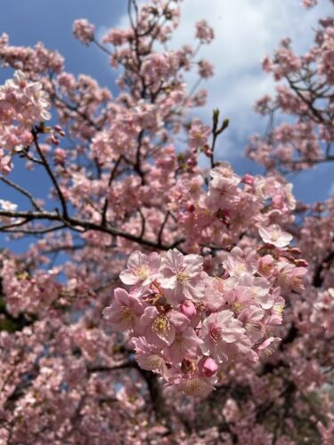 【InBody】2月・体調崩したけど復活！
